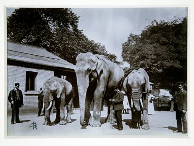 Jumbo el Elefante en el Zoológico de Londres, 1870s de English Photographer